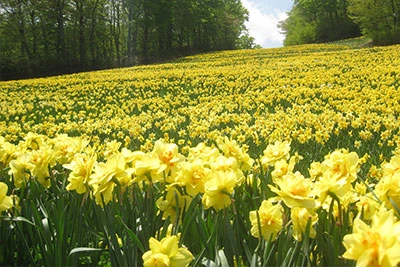 フォトギャラリーイメージ｜グランドメルキュール那須高原リゾート＆スパ